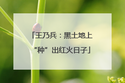 王乃兵：黑土地上“种”出红火日子