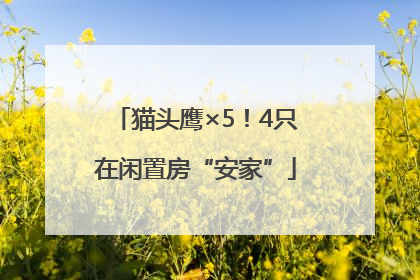 猫头鹰×5！4只在闲置房“安家”