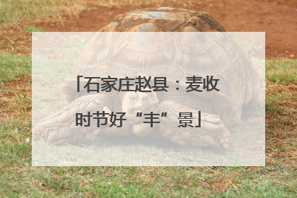 石家庄赵县:麦收时节好“丰”景