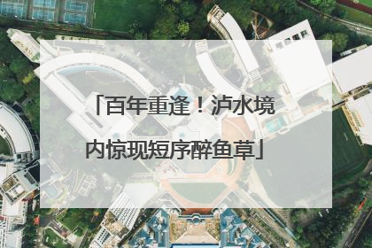 百年重逢！泸水境内惊现短序醉鱼草