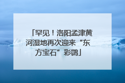 罕见！洛阳孟津黄河湿地再次迎来“东方宝石”彩鹮