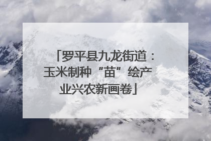 罗平县九龙街道：玉米制种“苗”绘产业兴农新画卷