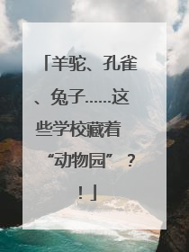 羊驼、孔雀、兔子……这些学校藏着 “动物园”？！