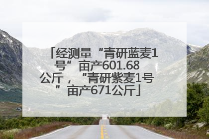 经测量“青研蓝麦1号”亩产601.68公斤，“青研紫麦1号”亩产671公斤