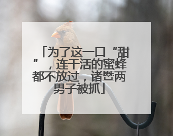为了这一口“甜”，连干活的蜜蜂都不放过，诸暨两男子被抓
