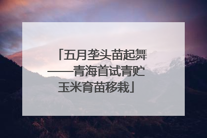 五月垄头苗起舞——青海首试青贮玉米育苗移栽