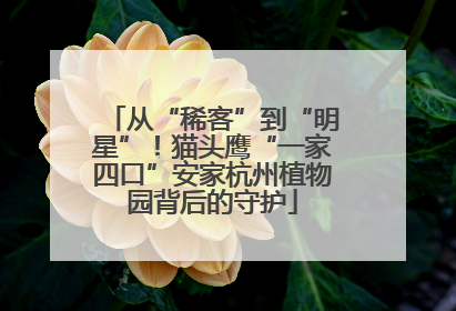 从“稀客”到“明星”！猫头鹰“一家四口”安家杭州植物园背后的守护