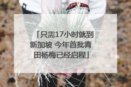 只需17小时就到新加坡 今年首批青田杨梅已经启程