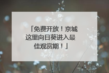 免费开放！京城这里向日葵进入最佳观赏期！