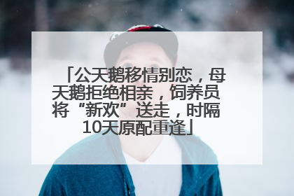 公天鹅移情别恋，母天鹅拒绝相亲，饲养员将“新欢”送走，时隔10天原配重逢