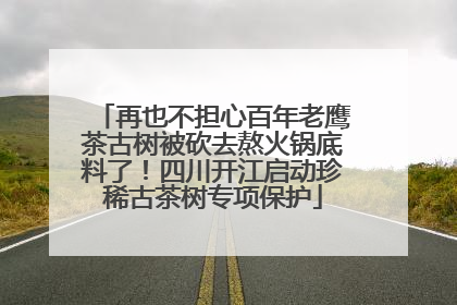再也不担心百年老鹰茶古树被砍去熬火锅底料了！四川开江启动珍稀古茶树专项保护