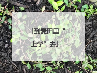 到麦田里“上学”去