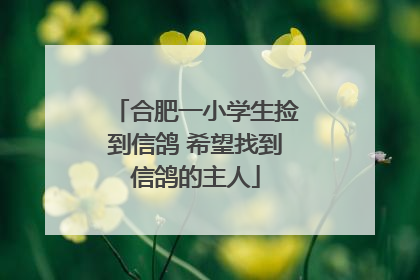 合肥一小学生捡到信鸽 希望找到信鸽的主人