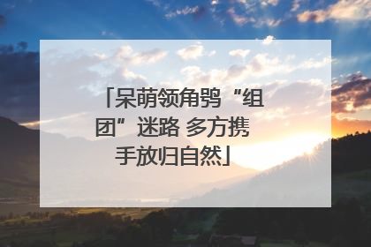 呆萌领角鸮“组团”迷路 多方携手放归自然