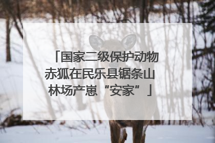 国家二级保护动物赤狐在民乐县锯条山林场产崽“安家”