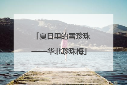 夏日里的雪珍珠——华北珍珠梅