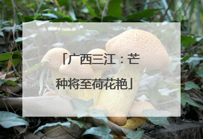 广西三江：芒种将至荷花艳