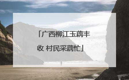 广西柳江玉藕丰收 村民采藕忙