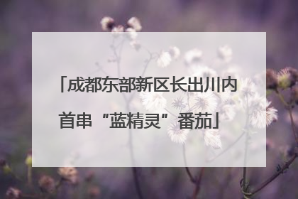 成都东部新区长出川内首串“蓝精灵”番茄