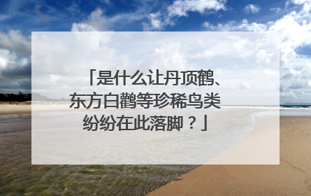 是什么让丹顶鹤、东方白鹳等珍稀鸟类纷纷在此落脚？