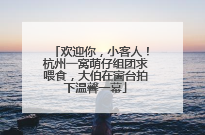 欢迎你，小客人！杭州一窝萌仔组团求喂食，大伯在窗台拍下温馨一幕