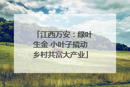 江西万安：绿叶生金 小叶子撬动乡村共富大产业