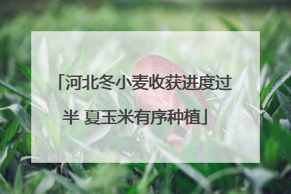 河北冬小麦收获进度过半 夏玉米有序种植