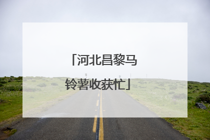 河北昌黎马铃薯收获忙