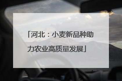 河北：小麦新品种助力农业高质量发展