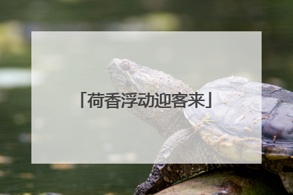 荷香浮动迎客来