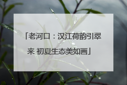 老河口：汉江荷韵引翠来 初夏生态美如画