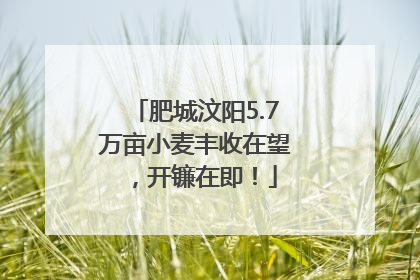 肥城汶阳5.7万亩小麦丰收在望，开镰在即！