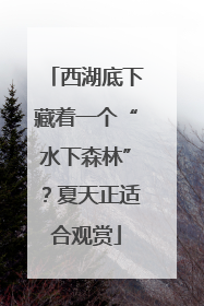 西湖底下藏着一个“水下森林”？夏天正适合观赏