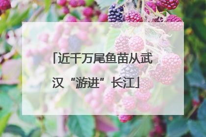 近千万尾鱼苗从武汉“游进”长江