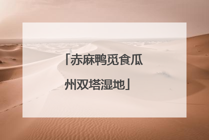 赤麻鸭觅食瓜州双塔湿地
