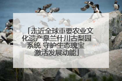 走近全球重要农业文化遗产皋兰什川古梨园系统 守护生态瑰宝 激活发展动能