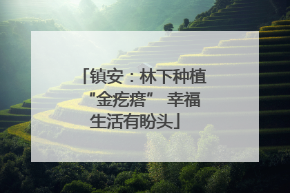 镇安：林下种植“金疙瘩” 幸福生活有盼头