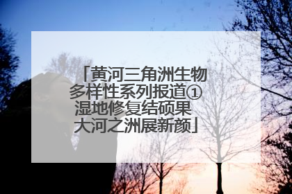 黄河三角洲生物多样性系列报道①湿地修复结硕果 大河之洲展新颜